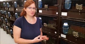 video-un-elevage-pour-sauver-le-grand-hamster-a-jungholtz-1595334757